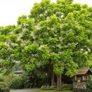 100 Seeds Catalpa Tree Seeds for Planting to Grow - Stunning Flowers (Seeds)