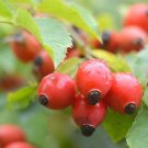 50 Seeds Dog Rose Bush Seeds to Plant Rosa canina Beautiful Flowers Tasty Red Berries (Seeds)