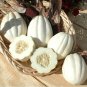 10 Seeds Mashed Potato Squash Seeds for Planting Exotic White Squash Gourmet (Seeds)