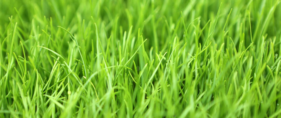 10 LBS Seeds Winter Rye Seed - Cover Crop, Food Plot Deer, Wildlife, Garden Cover Crop (Seeds)