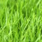 10 LBS Seeds Winter Rye Seed - Cover Crop, Food Plot Deer, Wildlife, Garden Cover Crop (Seeds)