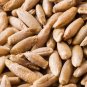 10 LBS Seeds Winter Rye Seed - Cover Crop, Food Plot Deer, Wildlife, Garden Cover Crop (Seeds)