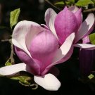 5 Seeds Saucer Magnolia Tree Seeds to Plant Trees with Flowers that Look Like Saucer Cup (Seeds)