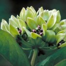 50 Seeds Spider Milkweed Native Seeds for Planting Asclepias Viridis Antelopehorn (Seeds)