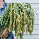 50 Seeds Ornamental Grass Seeds for Planting Lime Light Millet (Seeds)
