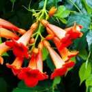 100 Seeds Red Trumpet Creeper Vine Seeds Hummingbird Bush - Non-GMO (Seeds)