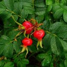 30 Seeds Sea Tomato Seeds for Planting - Rosa Rugosa (Seeds)