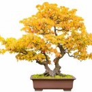 30 Seeds Trident Maple Bonsai Tree Seeds to Grow Acer buergerianum (Seeds) 30 Seeds Trident Maple Bonsai Tree Seeds to Grow Acer buergerianum (Seeds)