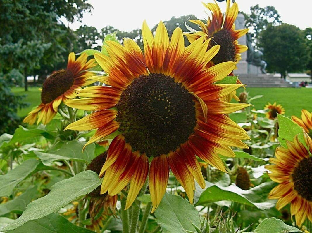 20 Seeds Dwarf Red Giant Sunflower Seeds Exotic Multiple Heads per Plant (Seeds)