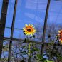 20 Seeds Dwarf Red Giant Sunflower Seeds Exotic Multiple Heads per Plant (Seeds)