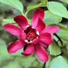 5 Seeds Sweetshrub Seeds for Planting Carolina Allspice Calycanthus Floridus Shrub (Seeds)