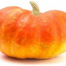 20 Seeds Cinderella Pumpkin Seeds for Planting Rouge VIF d’Etampes (Seeds)