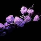 100 Seeds Purple Chinese Lantern Seeds for Planting Stunning Lantern Like Blooms (Seeds)