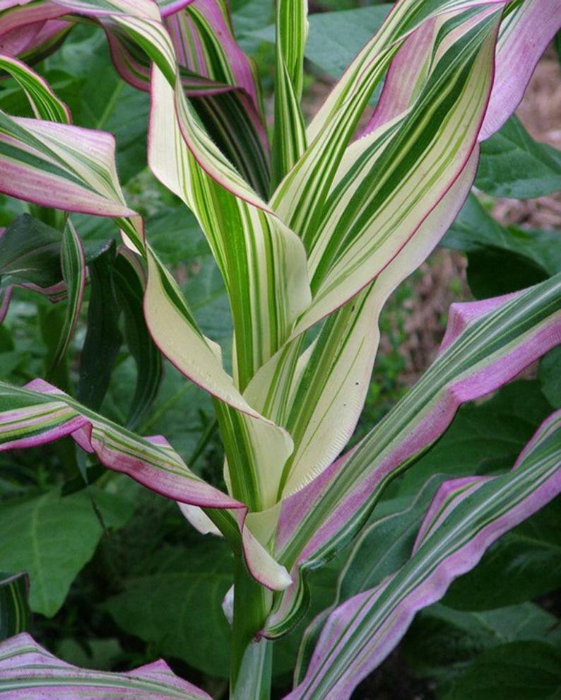 20 Seeds Dwarf Rainbow Corn Non-GMO - Very Unique and Rare Leaves (Seeds)
