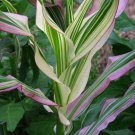 20 Seeds Dwarf Rainbow Corn Non-GMO - Very Unique and Rare Leaves (Seeds) 20 Seeds Dwarf Rainbow Corn Non-GMO - Very Unique and Rare Leaves (Seeds)