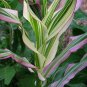 20 Seeds Dwarf Rainbow Corn Non-GMO - Very Unique and Rare Leaves (Seeds)