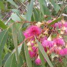 30 Seeds Large Fruited Gum Seeds for Planting - Eucalyptus leucoxylon (Seeds)