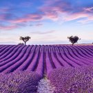 100 Seeds Purple Rock Cress Seeds Stunning Color Low Grower (Seeds)