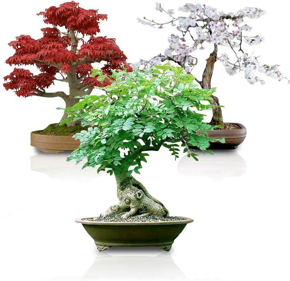 60 Seeds Bonsai Seed Bundle - Japanese Red Maple, Black Cherry, Tree of Life (Seeds)