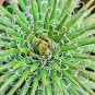 10 Seeds Thread Leaf Agave Seeds for Planting Exotic Cactus Agave filifera (Seeds)