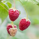 200 Seeds Delicious Red Raspberry Seeds to Grow (Seeds)