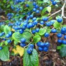 6 Seeds Sapphire Beauty Berry Bush Seeds for Planting - Symplocos paniculata (Seeds)