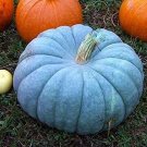 20 Seeds Exotic Blue Pumpkin Seeds Blue Jarrahdale Pumpkin (Seeds)