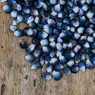 25 Seeds Kathy's Exotic Blue Corn to Grow Blue Popcorn (Seeds)