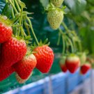 100+ Seeds Everbearing Strawberry Seeds - Grow Red Strawberry Vines (Seeds)