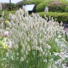 30 Seeds for Planting Bunny Tails Ornamental Grass Lagarus Ovatus (Seeds)