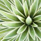 50 Seeds Agave Species Seed Mix for Planting Agave (Seeds)