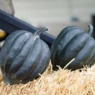 10 Seeds Black Betty Acorn Seeds for Planting Black Table Squash (Seeds)