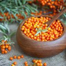100 Seeds Seaberry Bush Seeds to Grow Edible and Delicious (Seeds)