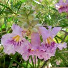 50 Seeds Desert Willow Tree Seeds Seeds to Grow Beautiful Flowering Willow Tree (Seeds)