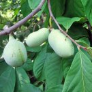 5 Seeds Paw Paw Tree Seeds to Plant Edible Fruit. Bonsai (Seeds)