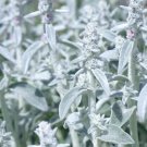 30+ Seeds Rabbit Ear Plant Seeds for Planting (Seeds)