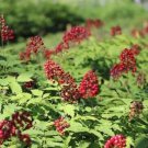 50 Seeds Red Baneberry Native Seeds for Planting Actaea rubra (Seeds)