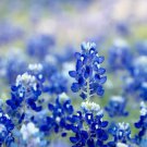 100 Seeds Texas Bluebonnet Wildflower Seeds for Planting Vibrant Blue Wildflowers (Seeds)