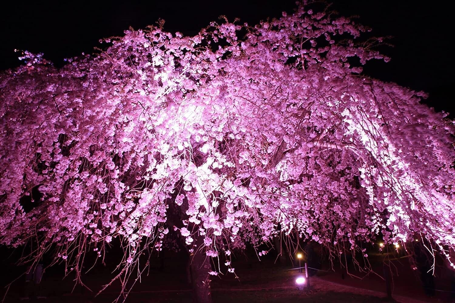 8 Seeds Weeping Cherry Tree Seeds for Planting - Blooming Weeping Higan Cherry (Seeds)