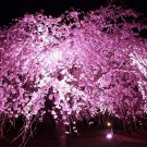 8 Seeds Weeping Cherry Tree Seeds for Planting - Blooming Weeping Higan Cherry (Seeds)