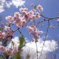 8 Seeds Weeping Cherry Tree Seeds for Planting - Blooming Weeping Higan Cherry (Seeds)
