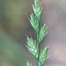 500 Seeds Italian Rye Grass Seeds for Planting - Lolium multiflorum (Seeds)