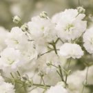 5,000 Seeds Baby's Breath Seeds for Planting Easy to Grow Annual Flowers (Seeds)