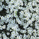 250 Seeds Summer Snow Seeds Single Mix Exotic Garden Flowers (Seeds)