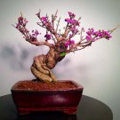 20 Seeds Bonsai Beauty Berry Tree Seeds - Callicarpa Americana Non-GMO Seeds (Seeds)