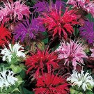 50 Seeds Bee Balm Flower Seeds - Monarda Didyma Mixed Color (Seeds)