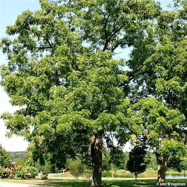 1 Seed Black Walnut Tree Seedlings to Plant (Seeds)