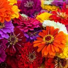 250 Seeds Giant California Zinnia Seeds for Planting (Seeds)