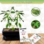 60 Seeds Zombie Bonsai Seed Packets Sensory Bonsai Plant Reacts to To Touch (Seeds)