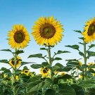20 Seeds Skyscraper Sunflower Seeds for Planting Rare, Exotic Garden (Seeds)